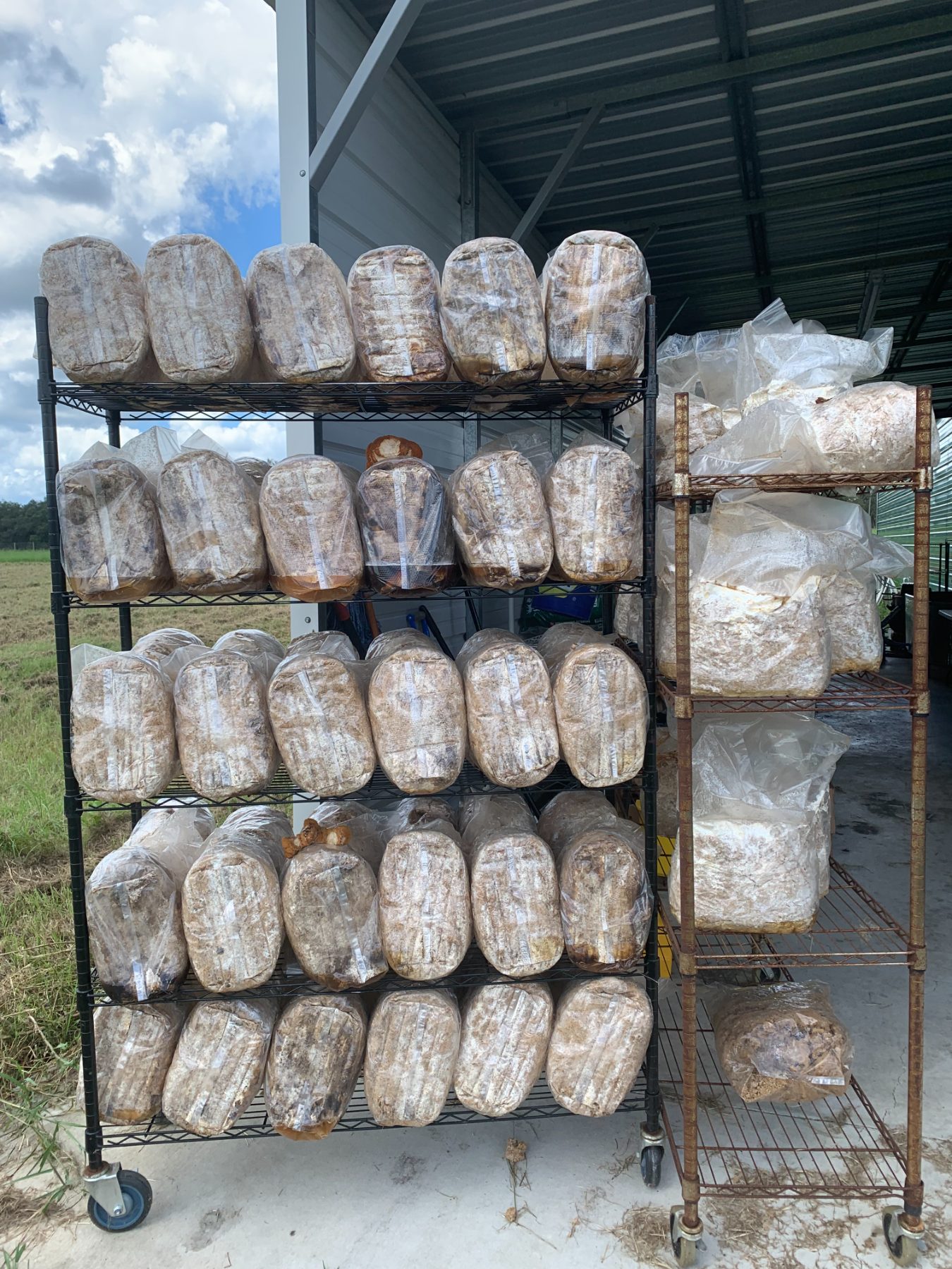 Mushroom and fungal cultivation