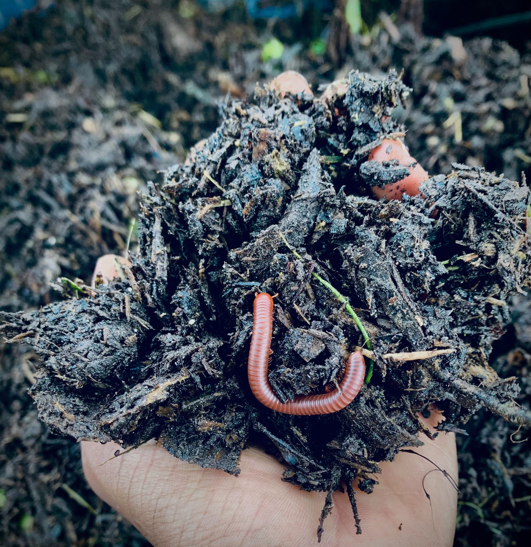 An earthworm working dark soil