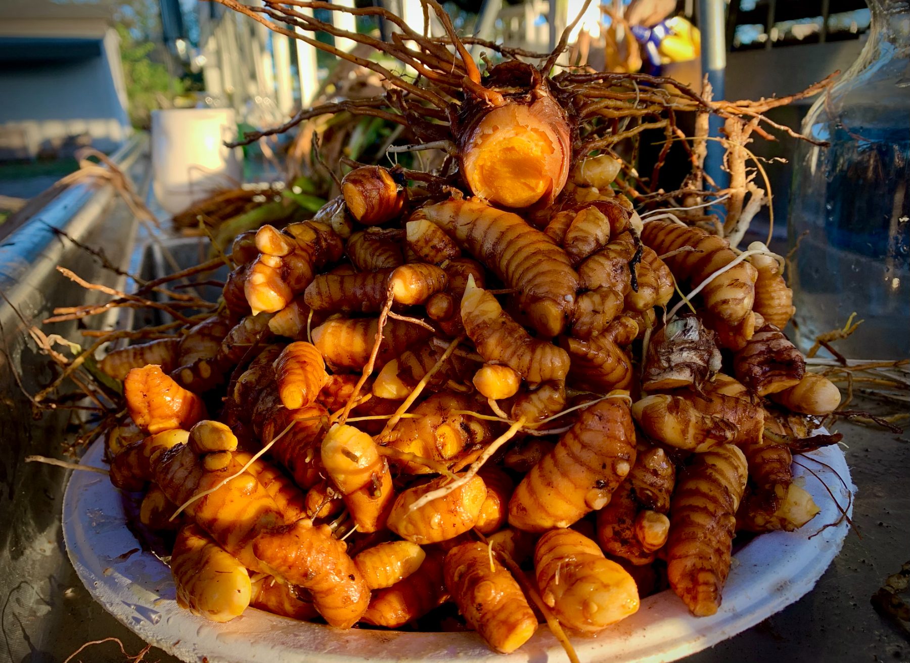 A mounded harvest of fresh turmeric rhizomes
