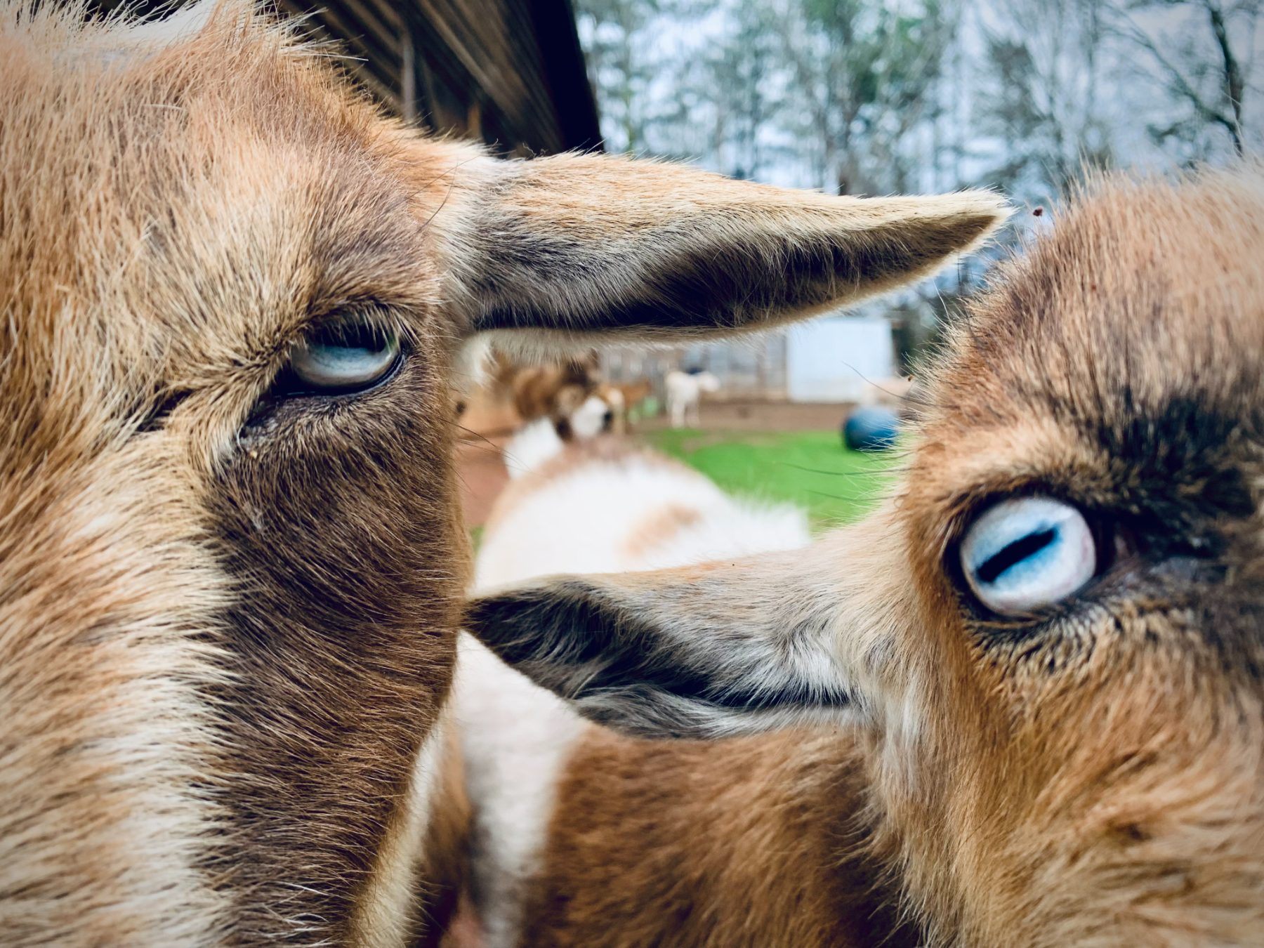 Close portrait of two pale-eyed goats