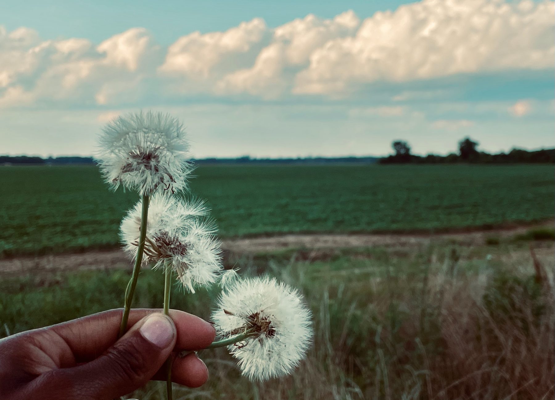 A dandelion gone to seed, held against an open field