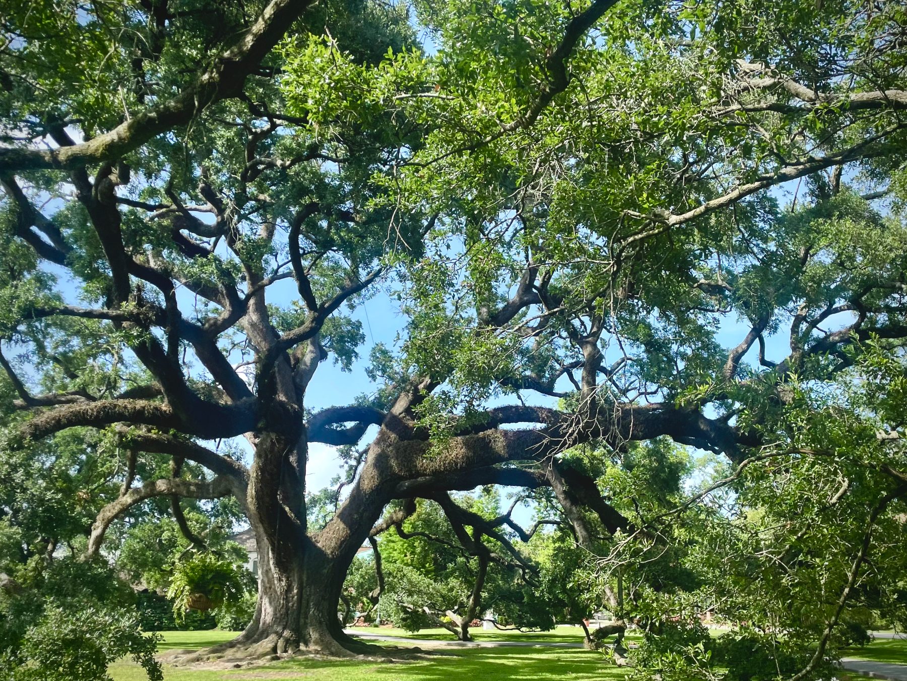 A great live oak spreading over Southern ground