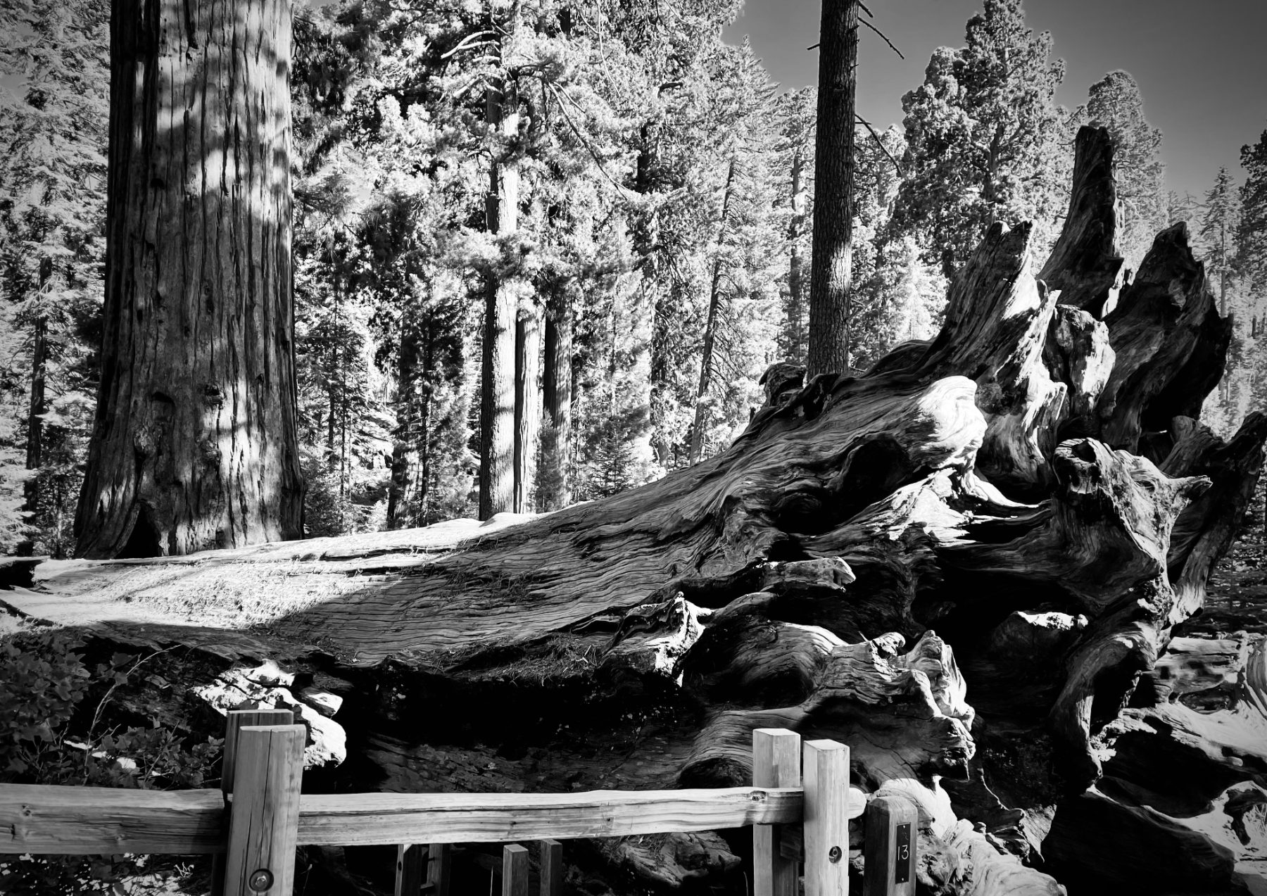 Old-growth forest in monochrome — the bedrock beneath